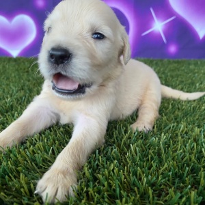 Golden Retriever Puppy Jimmy