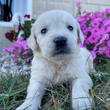 Golden Retriever Puppy Jimmy