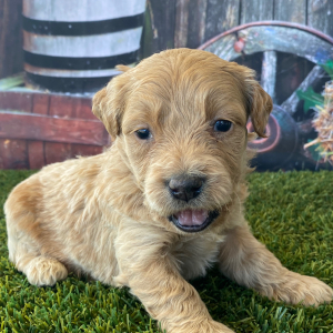 Goldendoodle Puppy Hale