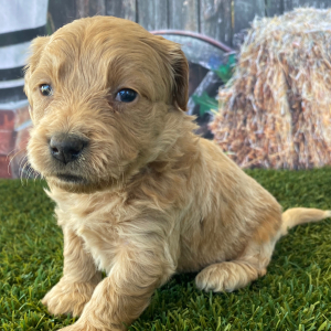 Goldendoodle Puppy Hale
