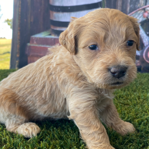Goldendoodle Puppy Hale