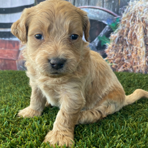 Goldendoodle Puppy Hale