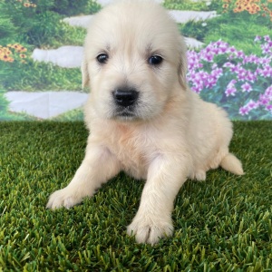 Golden Retriever Puppy Leah