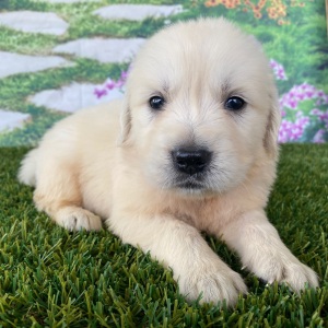 Golden Retriever Puppy Leah