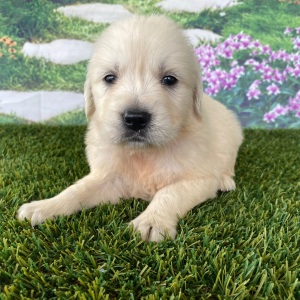 Golden Retriever Puppy Leah