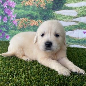 Golden Retriever Puppy Leah