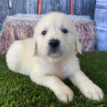 Golden Retriever Puppy Leah