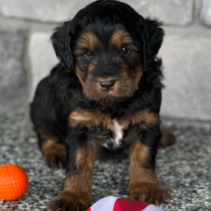 Labradoodle Puppy Sherlock