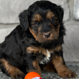 Labradoodle Puppy Sherlock