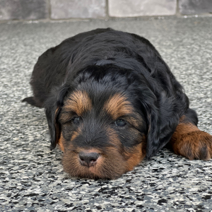 Labradoodle Puppy Sherlock