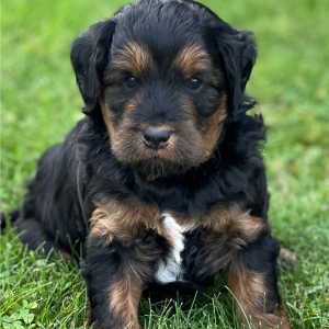 Labradoodle Puppy Sherlock