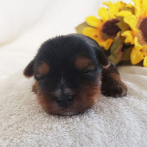 Yorkshire Terrier Puppy Karlie