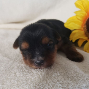 Yorkshire Terrier Puppy Karlie
