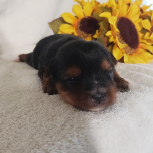Yorkshire Terrier Puppy Karlie