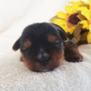 Yorkshire Terrier Puppy Karlie