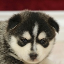 Pomsky Puppy Audrey