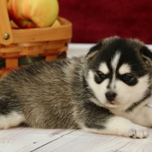 Pomsky Puppy Audrey