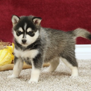 Pomsky Puppy Audrey