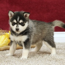 Pomsky Puppy Audrey