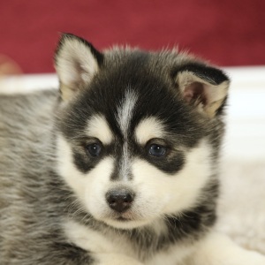 Pomsky Puppy Audrey