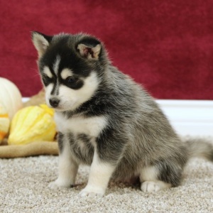 Pomsky Puppy Audrey