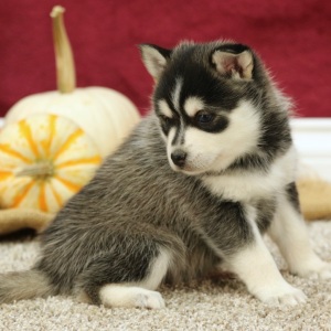 Pomsky Puppy Audrey