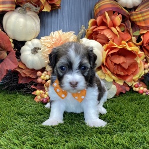 Havanese Puppy Obie