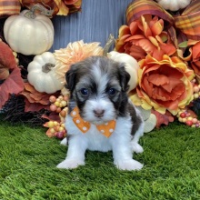 Havanese Puppy Obie