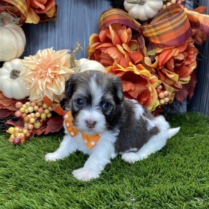 Havanese Puppy Obie