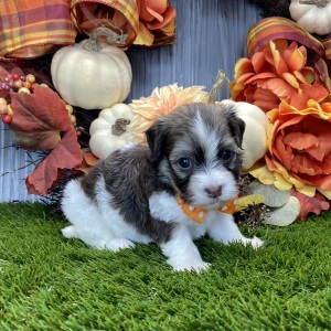 Havanese Puppy Obie