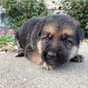 German Shepherd Dog Puppy Ira