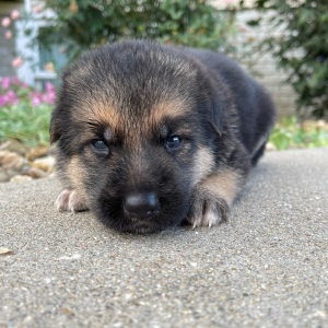 German Shepherd Dog Puppy Ira