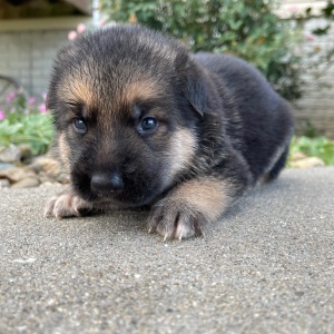 German Shepherd Dog Puppy Ira