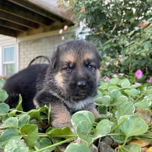 German Shepherd Dog Puppy Ira