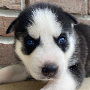 Siberian Husky Puppy Jaxon