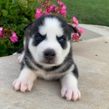 Siberian Husky Puppy Jaxon