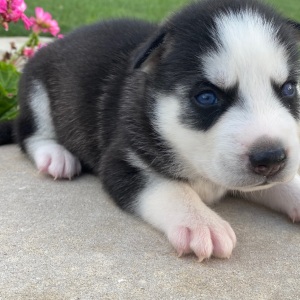Siberian Husky Puppy Jaxon