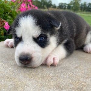 Siberian Husky Puppy Jaxon