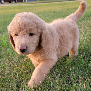 Labradoodle Puppy Dylan