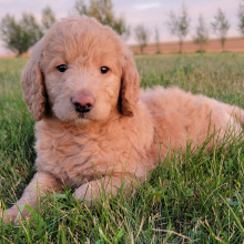 Labradoodle Puppy Dylan