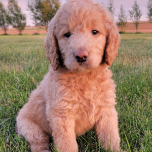 Labradoodle Puppy Dylan