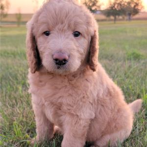 Labradoodle Puppy Dylan