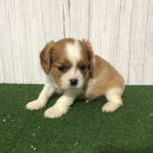Cavalier King Charles Spaniel Puppy Ken