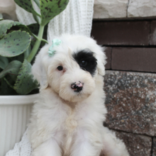 Portuguese Water Dog Puppy Bianca