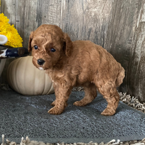 Poodle Puppy Dora