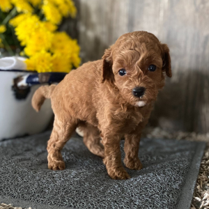 Poodle Puppy Dora