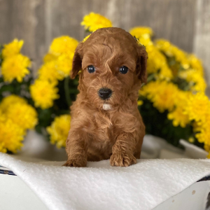 Poodle Puppy Dora