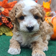 Poodle Puppy Benny