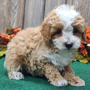 Poodle Puppy Benny