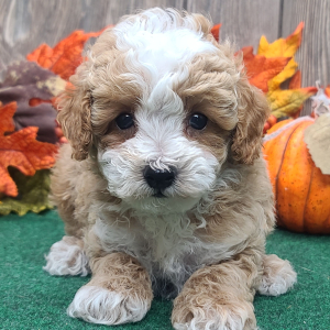 Poodle Puppy Benny